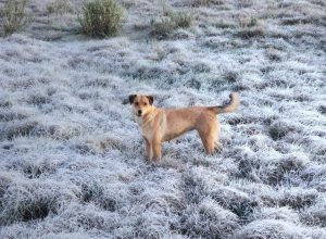 Sol e mínima de 0°C: SC terá semana de tempo estável, frio e geada