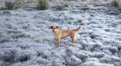 Sol e mínima de 0°C: SC terá semana de tempo estável, frio e geada