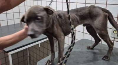 VÍDEO: cachorro é resgatado cheio de pulgas, anêmico e debilitado no interior de SP; tutor é preso