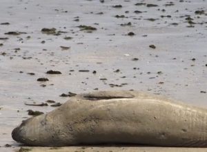 Xuxa compartilha vídeo e denuncia morte de elefante-marinho achado partido ao meio em praia de Alagoas