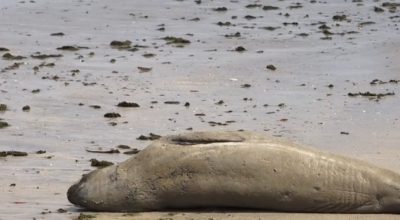 Xuxa compartilha vídeo e denuncia morte de elefante-marinho achado partido ao meio em praia de Alagoas