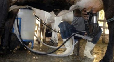Brasil atinge recorde de 36,7 bilhões de litros de leite com aumento de produtividade em 2025