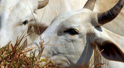 Carne bovina brasileira enfrenta tarifa de 67% para exportação à China