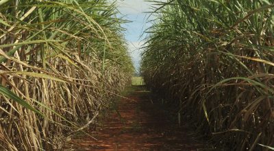 CMN amplia teto de ganhos no Eco Invest Brasil para incentivar projetos verdes