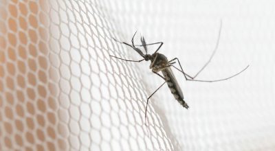 Dengue em São Paulo: cidades do noroeste lideram incidência de casos no estado