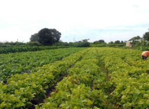 Governo federal libera R$ 64,3 milhões para segurança alimentar e povos indígenas