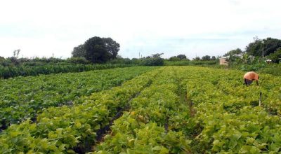 Governo federal libera R$ 64,3 milhões para segurança alimentar e povos indígenas