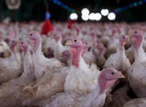 Ministério da Agricultura valida surto de Newcastle em perus catarinenses