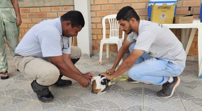 Montes Claros realiza mutirão de vacinação antirrábica para cães e gatos neste sábado
