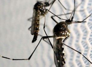 Quase 50% das cidades brasileiras enfrentam risco ou alerta de surto por Aedes aegypti