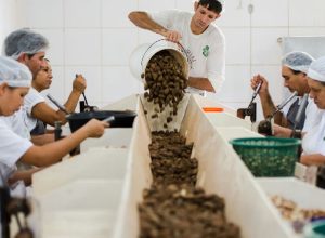Termina nesta quarta prazo do Mdic para contribuições sobre bens sustentáveis no acordo Mercosul–UE