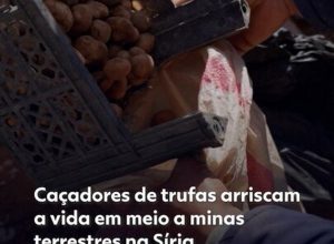 ‘Iguarias banhadas em sangue’: caçadores de trufas arriscam a vida em meio a minas terrestres na Síria
