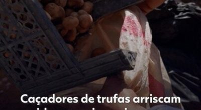 ‘Iguarias banhadas em sangue’: caçadores de trufas arriscam a vida em meio a minas terrestres na Síria